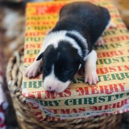 Trix x Latch - Boy 2 - Black and White - Black and white male Border Collie puppy in Minden, Iowa from Rocking N Registered Border Collies & Labradors