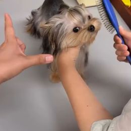 Yorkshire Terrier puppies from Natalias Tiny Chihuahuas