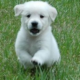 Golden Retrievers from Hidden Meadow Goldens