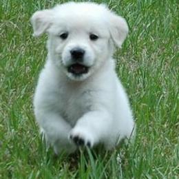 Golden Retrievers from Hidden Meadow Goldens