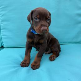 Blue Male - Red and rust male Doberman Pinscher puppy in Madison, Indiana from Jensen Dobermans and Dachshunds