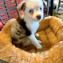 Glory - Red merle female Miniature Australian Shepherd puppy in Port Saint Lucie, Florida from Charlene Brannon's Mini Australian Shepherds