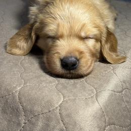 White Collar - Golden female Golden Retriever puppy in Chesapeake, Virginia from AmberLight Goldens