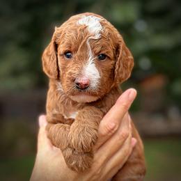 Orange Collar Girl - Cream female Poodle puppy in Modesto, California from Dry Creek Poodles