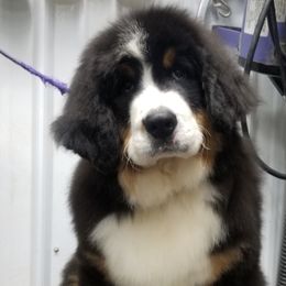 Bernese Mountain Dog Puppies from Carma Que’s Bernese Mountain Dogs