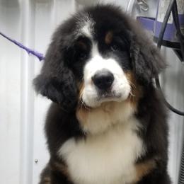 Bernese Mountain Dog Puppies from Carma Que’s Bernese Mountain Dogs
