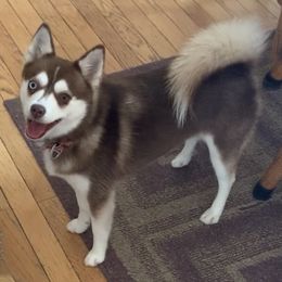 Bitsy - Pomsky
