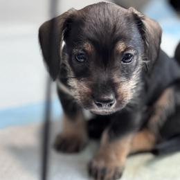 Companion Cross, Dachshund, and Miniature Schnauzer Puppies from Sheri Lauritsen