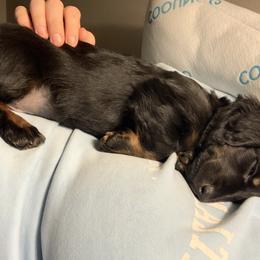 Dachshund Puppies from Howard Hounds