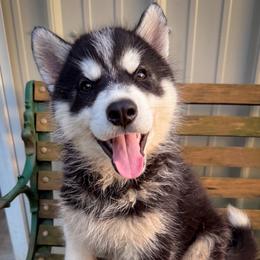 Tommy - Black and white male Siberian Husky puppy in Grant City, Missouri from Timberline Paws