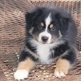 Ripto - Black tri Miniature Australian Shepherd puppy in Springtown, Texas from Rusty Rose Ranch Mini Aussies and Mini American Shepherds