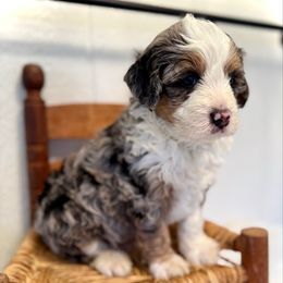 Rupert - Blue merle male Bernedoodle puppy in Bremen, Indiana from Farmland Doodles