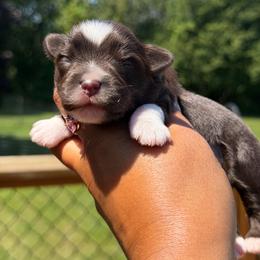 Honor - Liver male Miniature Schnauzer puppy in Dorr, Michigan from Enchanted Paws