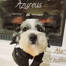 Chubbs - Cockapoo