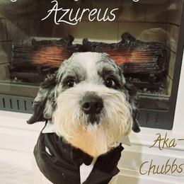 Chubbs - Cockapoo