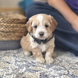 Meet Murphy :) - Apricot male Cavapoo puppy in Centerville, Iowa from Barnyard Dachshunds, Dals & Doodles