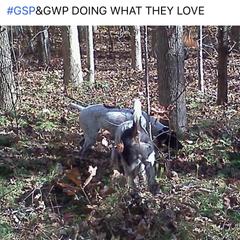 American Bully, German Shorthaired Pointer, and German Wirehaired Pointer All Grown Up from Shoreline Pointers