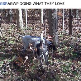 American Bully, German Shorthaired Pointer, and German Wirehaired Pointer All Grown Up from Shoreline Pointers