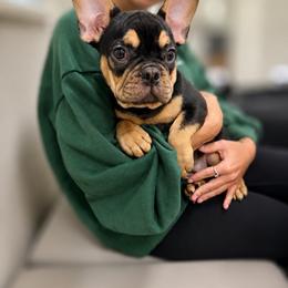 Murphy - Black and tan male French Bulldog puppy in Florida from Doxie Rugrats