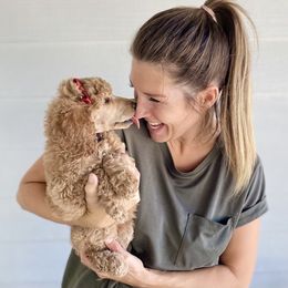 Bernedoodle, Goldendoodle, and Poodle Puppies from Central Valley Canine Companions