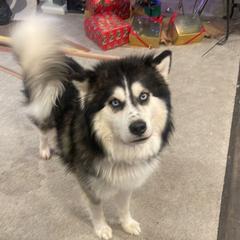 25 Cute Siberian Husky Puppies For Sale In Muncie, Indiana | Good Dog - Foto 2