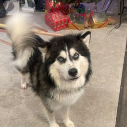 Loki - Siberian Husky