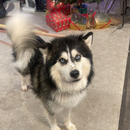Loki - Siberian Husky