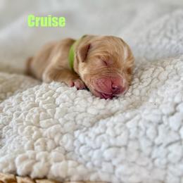Cruise - Dark golden male Golden Retriever puppy in San Bernardino, California from Thegoldendreams1