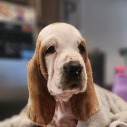 Basset Hound Puppies from Twin Creek Acres