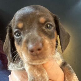 Bisquick-Girl 4 - Piebald female Dachshund puppy in Bigfork, Minnesota from Dachshunds Up North