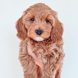 Beau - Goldendoodle