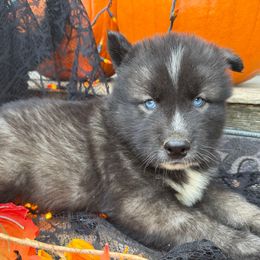 Oakley - Black and white male Siberian Husky puppy in Ravena, New York from Osiris’s Siberians & Pomskies