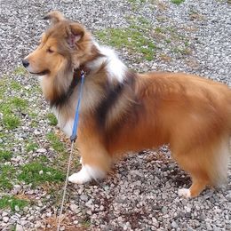 Shetland Sheepdog All Grown Up from MESA Shelties