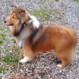 Shetland Sheepdog All Grown Up from MESA Shelties