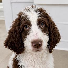 Rose - Parti female Goldendoodle puppy in Wake Forest, North Carolina from Wake Forest Darling Doodles