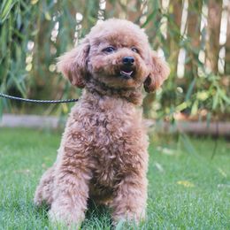 Priscilla - Poodle