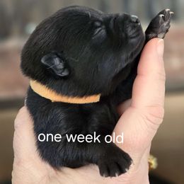Oliver (blue  collar) - Cream Schipperke puppy in Alcester, South Dakota from Fischer Kennels