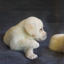 Labrador Retriever Puppies from Barefoot Labradors