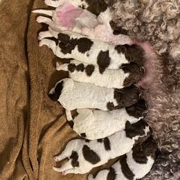 Boy 3 - White Lagotto Romagnolo puppy in Hendersonville, North Carolina from Wild Goods Lagotti