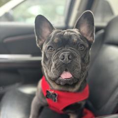 RHYSAND aka REID - Blue French Bulldog puppy in Chesapeake, Virginia from Maramour Frenchies LLC