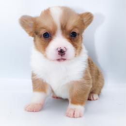 Bambi - Red merle and white male American Corgi puppy in Star City, Arkansas from T4 Farms