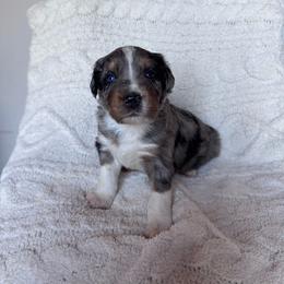 Louie - Blue merle male Australian Shepherd puppy in San Tan Valley, Arizona from SJR AUSSIES