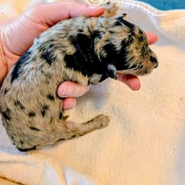 Boy 2 - Blue merle male Aussiedoodle puppy in Sparta, Missouri from Sis' Doodles & Poodles
