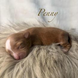 Penny - Red female Cavapoo puppy in Gilbert, Arizona from Cavapoo Lifestyle