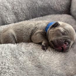 Dark blue collar - Blue male French Bulldog puppy in Santa Rosa, California from Ingram Ranch Frenchies