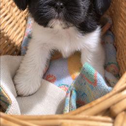 Girl 2 Luna - Black and white female Shih Tzu puppy in Chipley, Florida from Shih Tzu Babies
