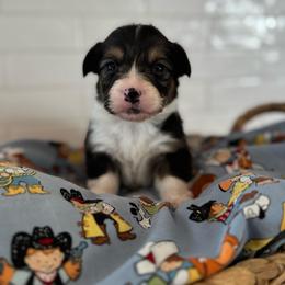 George - Black and tan male American Corgi puppy in Red Bluff, California from Circle T Livestock & K9 Co.