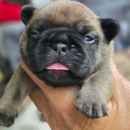 Purple collar girl Janey - Fawn female French Bulldog puppy in Polk City, Florida from Best Friend Frenchies, LLC