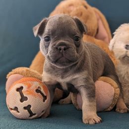 French Bulldog Puppies from Floridian Frenchies of Georgia