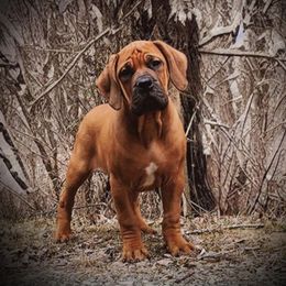 Lavender - Boerboel puppy in Naples, New York from Freedom Boerboels LLC